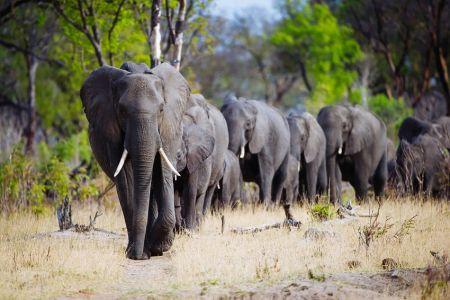 Zimbabwe : mort suspecte d’éléphants, l’Etat interdit l’activité minière dans les parcs naturels